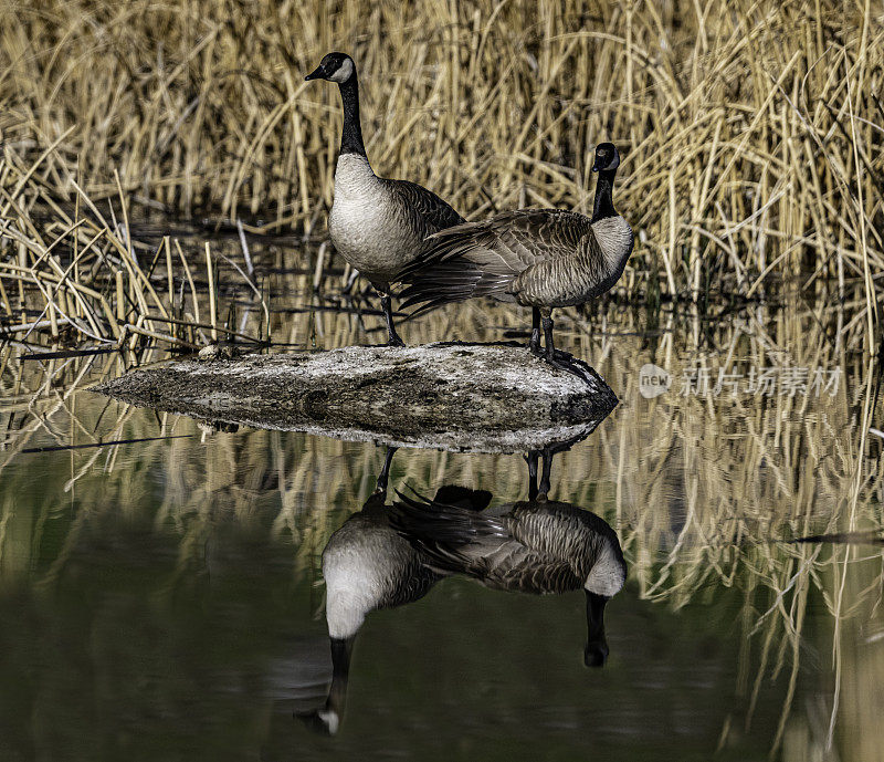 加拿大鹅(Branta canadensis)是一种头和脖子都是黑色的，脸上有白斑，身体是棕色的鹅，发现于黄石国家公园。倒影在水中的雌雄。